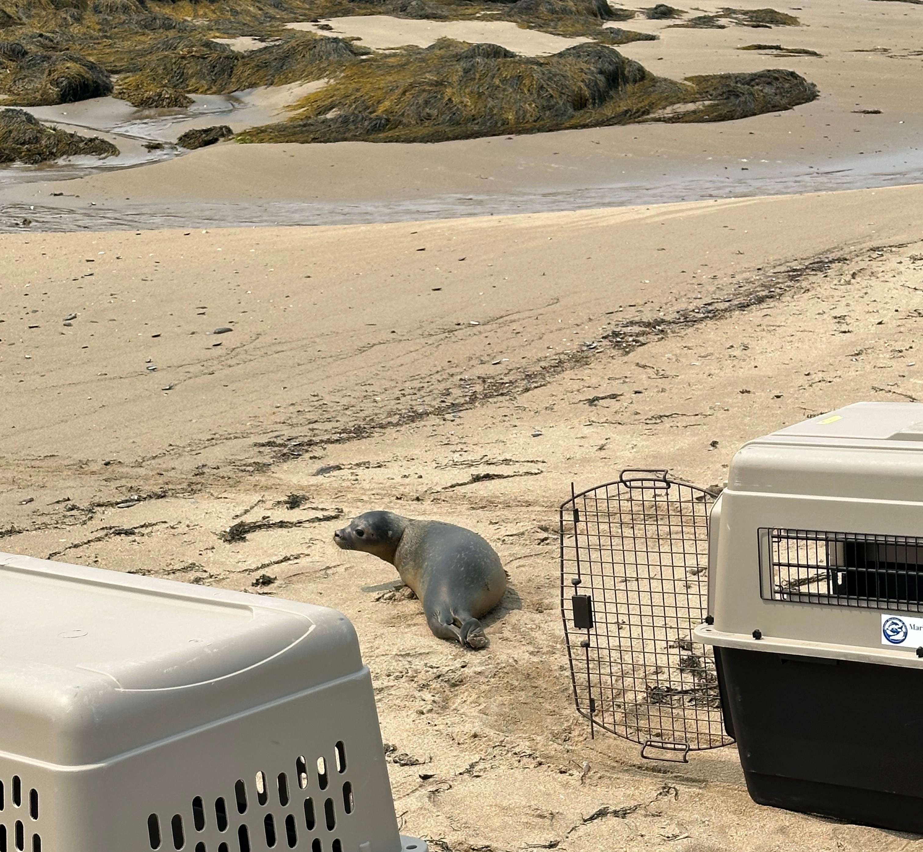 Seal Release