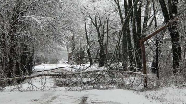 Tree down photo
