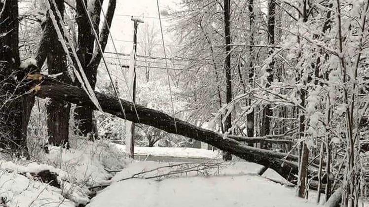 Tree down photo