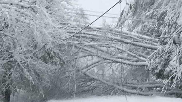 Tree down photo