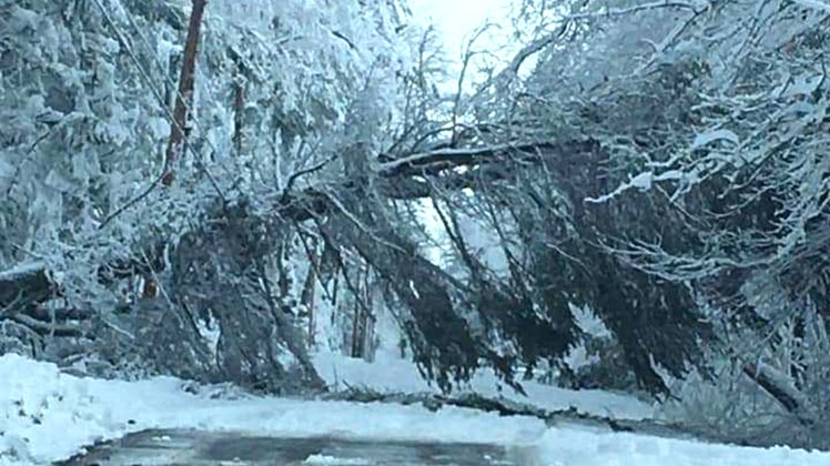 Tree down photo