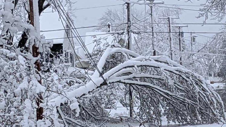 Tree down photo